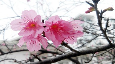   Chiêm ngưỡng vẻ đẹp hoa anh đào Nhật Bản 'xịn' giữa Hà Nội
