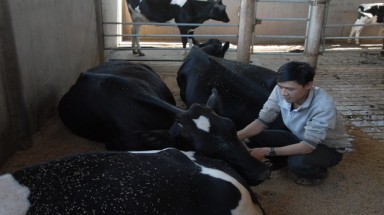 Dalat milk: Mỗi ngày đổ bỏ tới 4 tấn sữa