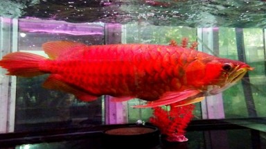  TPHCM: Cận cảnh cá huyết rồng trị giá hơn 300 triệu đồng