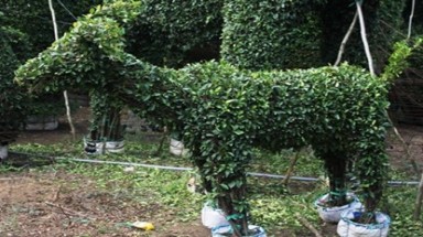  Hàng "độc” đón Tết Ất Mùi