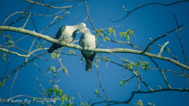  Triển lãm ảnh “Chim rừng mùa kết bạn”