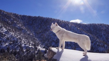  Wolf: Chú chó trắng được chủ cho đi du lịch khắp nước Mỹ để chụp ảnh