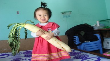 Lâm Đồng: Củ cải dài hơn nửa mét, nặng 2,2 kg