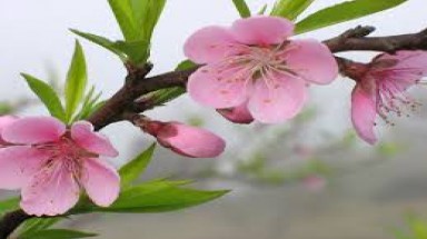  Tây Bắc: Trường học vùng cao bừng sáng bởi sắc đào