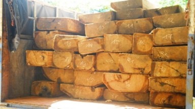  Bình Dương: Điều tra Công ty cổ phần Đại Nam mua bán gỗ trái phép
