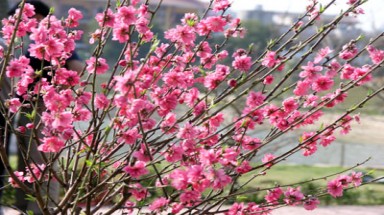  Thanh Hoá: Đào nở rộ, vùng cao "đón Tết" sớm