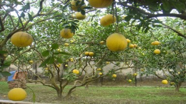   Hoa quả Tết "hái tận vườn" hét giá khủng