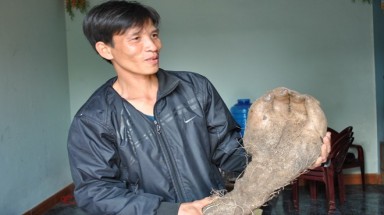  Nghệ An: Củ khoai vạc hình bàn tay người 