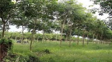  Bịa dự án trồng rừng 7-8 tỉ USD, lừa đảo cả tỉ đồng