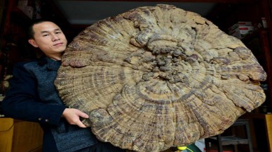  Trung Quốc: Nấm linh chi khổng lồ đường kính hơn 100 cm