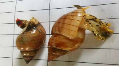   Cần tránh xa ốc lạ, sặc sỡ!
