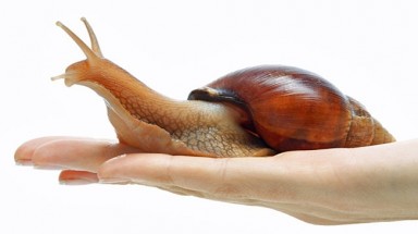  Khám phá những đặc điểm kỳ lạ của ốc sên 
