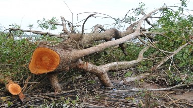  Tây Ninh xử lý nghiêm tình trạng phá rừng, lấn chiếm đất rừng trên đảo Nhím 