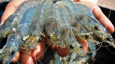   Phân biệt tôm bị bơm bột, đạm urê thế nào?