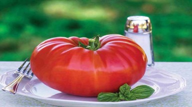  Lai tạo thành công giống cà chua khổng lồ