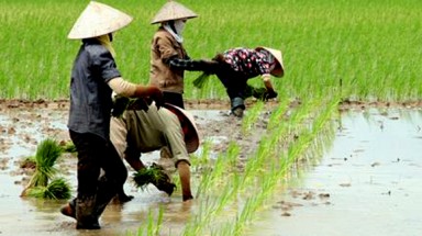  Bổ sung hơn 321 tỷ đồng bảo vệ và phát triển đất trồng lúa