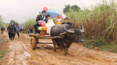  Đám rước dâu bằng xe trâu của cặp đôi ở xứ Nghệ