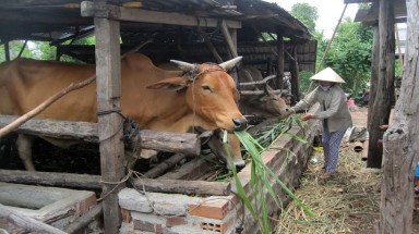  Chất thải chăn nuôi, vấn nạn mới của Việt Nam