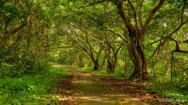   Không phá rừng nguyên sinh Côn Đảo để làm đường
