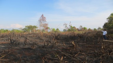  Gia Lai: Gần 300 người chặt phá rừng sao