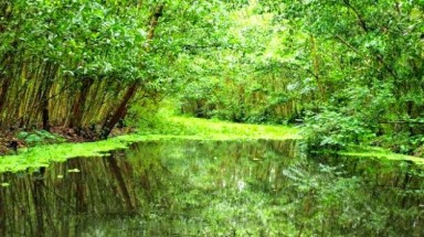  Thành lập Khu bảo tồn loài - sinh cảnh Phú Mỹ, Kiên Giang