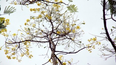  Có một mùa phượng vàng báo xuân