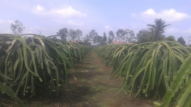  Tiền Giang: Trồng cây thanh long bón phân gia cầm tươi gây ô nhiễm 