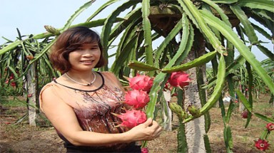 Đổ xô trồng thanh long ruột đỏ bán cho Trung Quốc?