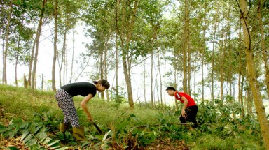 Cần sớm thực hiện chi trả tiền trồng rừng cho người dân Sơn La