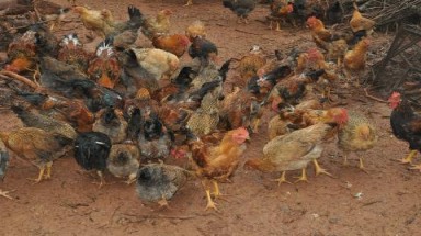  Lo thương hiệu gà đồi Yên Thế