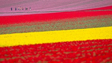    Vẻ đẹp diễm lệ của những thảm hoa tulip 