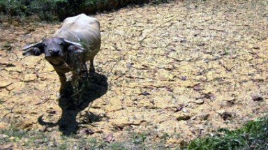  Miền Trung, Tây Nguyên và Nam Bộ tiếp tục hạn hán và xâm nhập mặn 