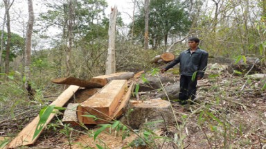   Phong trào giữ rừng ở làng Groi, Gia Lai 