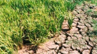   Đắk Lắk: Hạn hán gây thiệt hại nặng cho sản xuất, ảnh hưởng tới sinh hoạt 