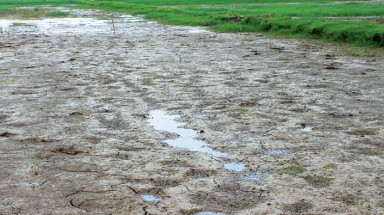 Hậu Giang: Các xã vùng ven sông Cái Lớn đã bị nhiễm mặn 