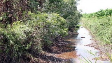  Cà Mau: 20.000 ha rừng tràm bị khô hạn ở cấp nguy hiểm 