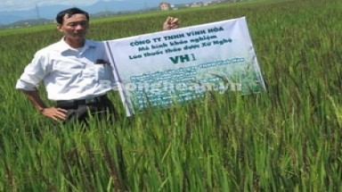  Mới lạ giống lúa thảo dược