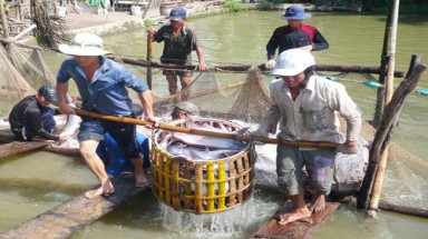     Cá tra: càng nuôi càng lỗ