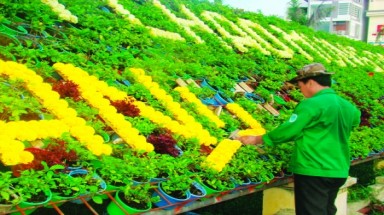   Trồng cây xanh, thảm cỏ cần gắn với chăm sóc, bảo vệ 