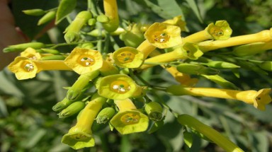    Cây thuốc lá biến gene giúp chống bệnh dại