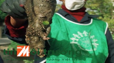    Chuột khổng lồ tấn công Iran