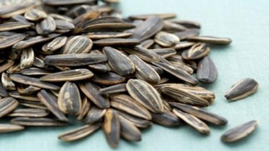  Kiểm nghiệm hạt hướng dương nghi có chất hại não