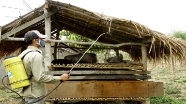   Các địa phương chủ động phòng chống dịch bệnh trên đàn gia súc, gia cầm