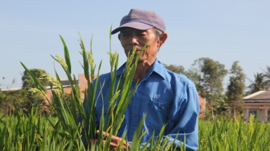  Sẽ tịch thu toàn bộ lúa giống Trung Quốc khi thu hoạch