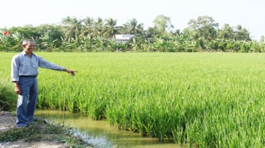  Thông tin người Trung Quốc thuê đất làm ruộng ở Long An không chính xác 
