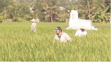  Người Trung Quốc thuê đất trồng lúa: Nhiều bất thường