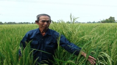    Người thuê đất trồng “lúa lạ” bị phạt 10 triệu đồng