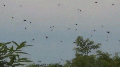    "Mưa" nhện đổ xuống Brazil