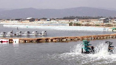 Hiệu quả mô hình nuôi thủy sản nước ngọt trên vùng đất nhiễm phèn mặn 