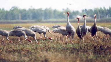  Sếu đầu đỏ lại trở về Tràm Chim